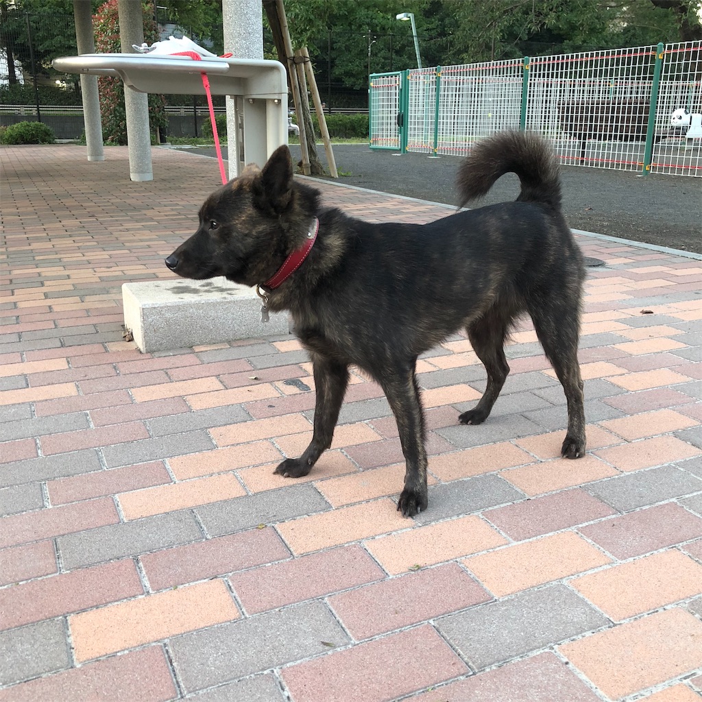 f:id:kai-koume:20181002074916j:image f:id:kai-koume:20181002074916j:image