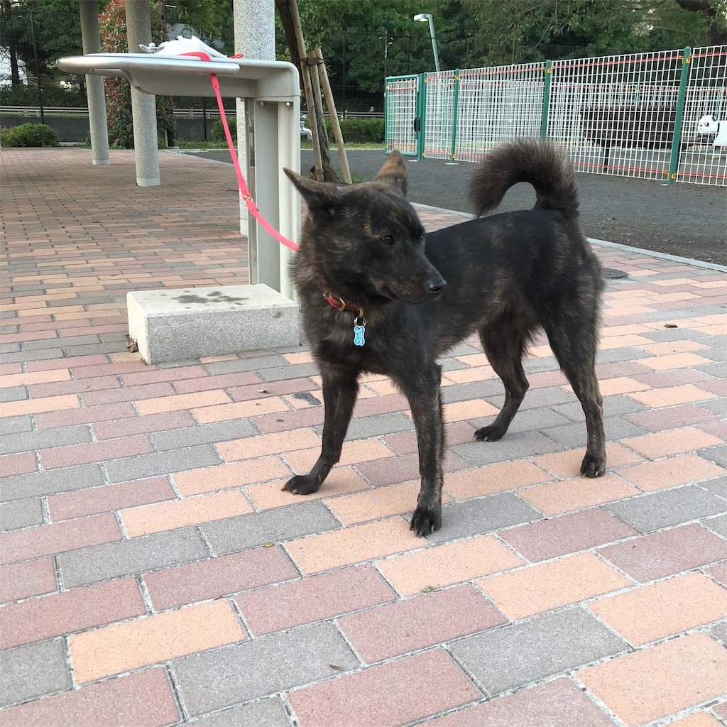 f:id:kai-koume:20181002074935j:image f:id:kai-koume:20181002074935j:image