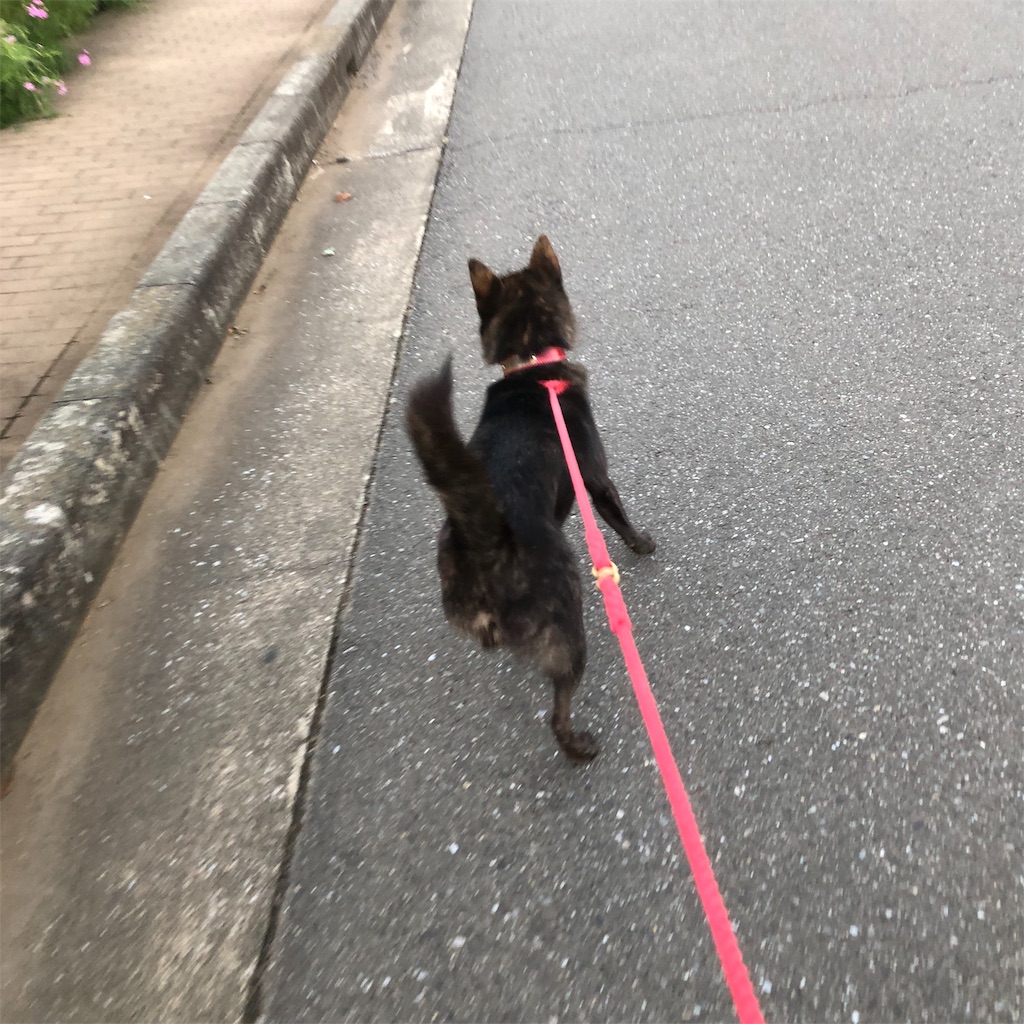 f:id:kai-koume:20181002075022j:image f:id:kai-koume:20181002075022j:image