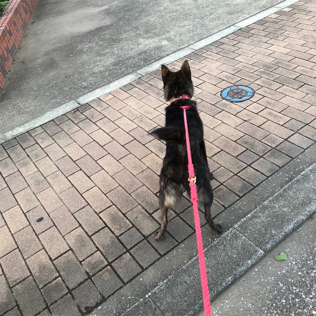 f:id:kai-koume:20181002075213j:image f:id:kai-koume:20181002075213j:image