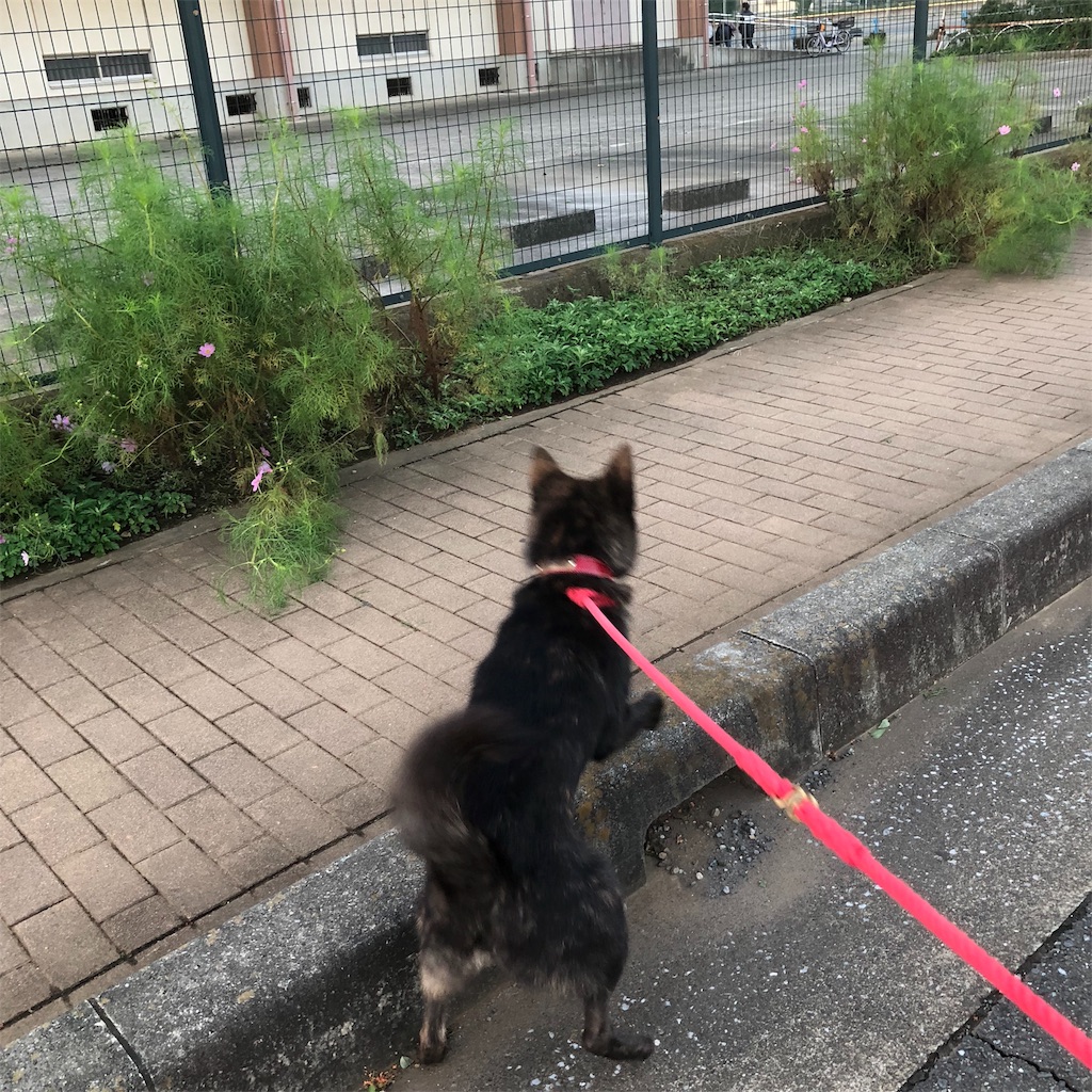 f:id:kai-koume:20181002075220j:image f:id:kai-koume:20181002075220j:image