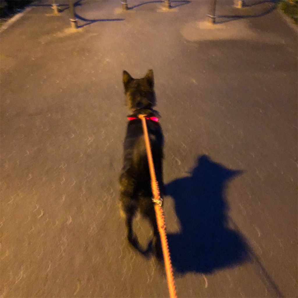 f:id:kai-koume:20181003074136j:image f:id:kai-koume:20181003074136j:image