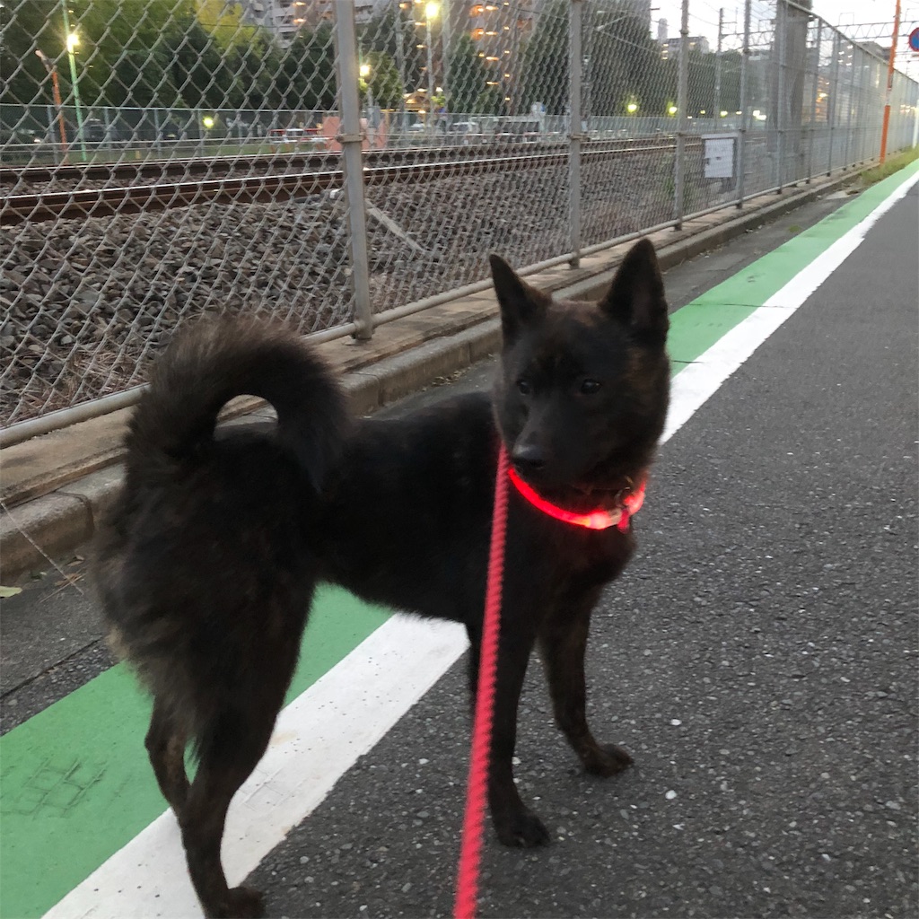f:id:kai-koume:20181003074247j:image f:id:kai-koume:20181003074247j:image