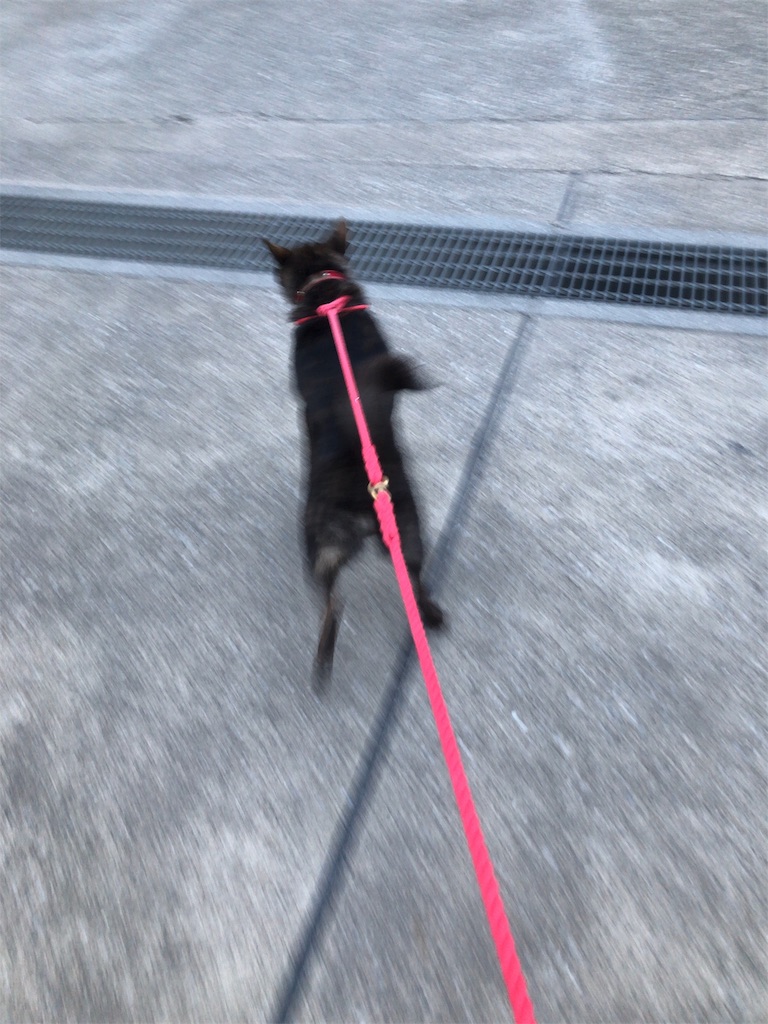 f:id:kai-koume:20181003075052j:image f:id:kai-koume:20181003075052j:image