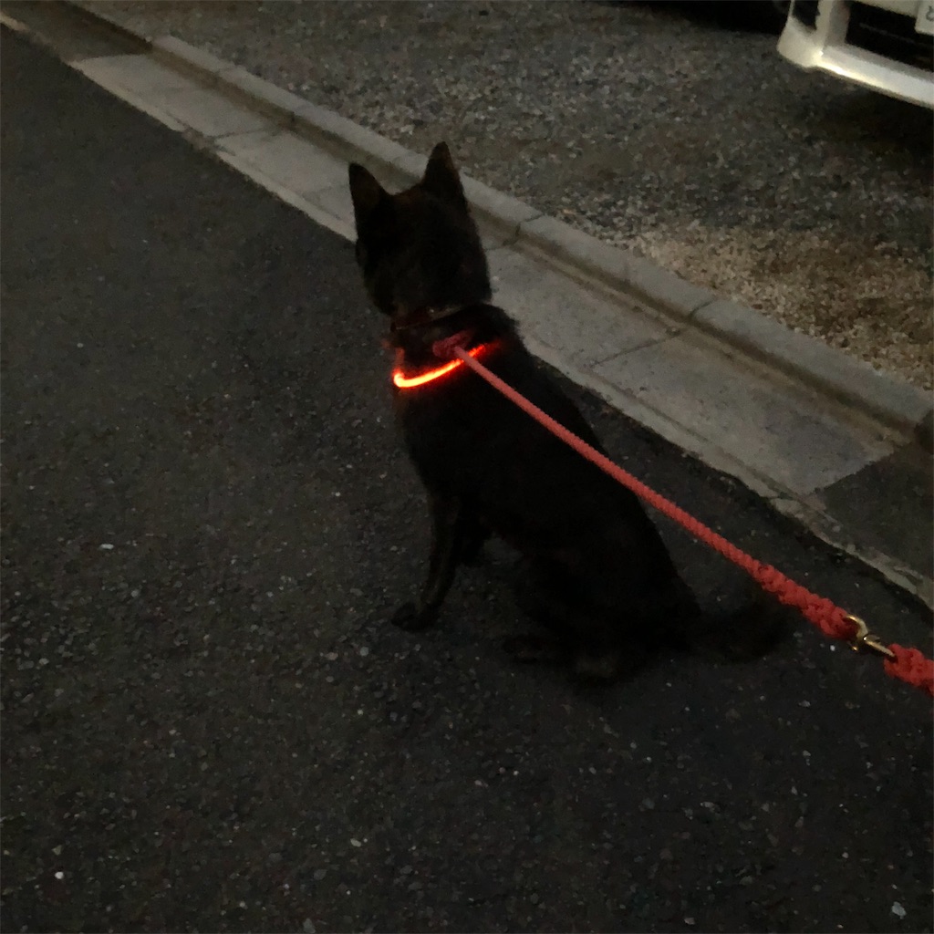 f:id:kai-koume:20181005073117j:image f:id:kai-koume:20181005073117j:image