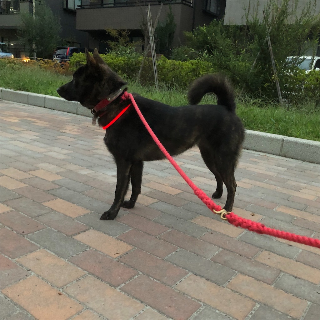 f:id:kai-koume:20181005073344j:image f:id:kai-koume:20181005073344j:image
