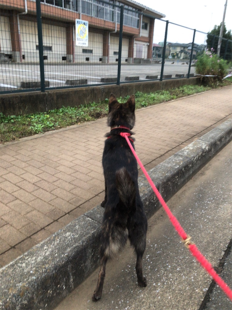 f:id:kai-koume:20181005073643j:image f:id:kai-koume:20181005073643j:image