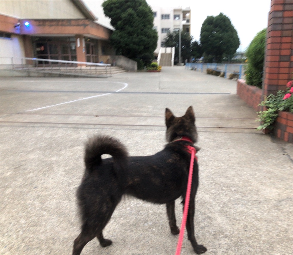 f:id:kai-koume:20181005073738j:image f:id:kai-koume:20181005073738j:image