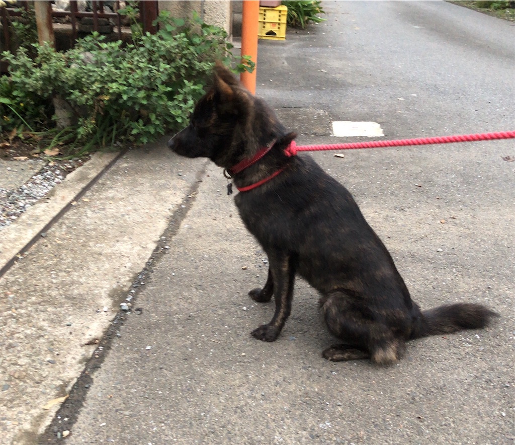 f:id:kai-koume:20181005073853j:image f:id:kai-koume:20181005073853j:image