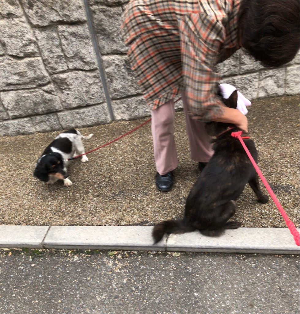 f:id:kai-koume:20181005074129j:image f:id:kai-koume:20181005074129j:image