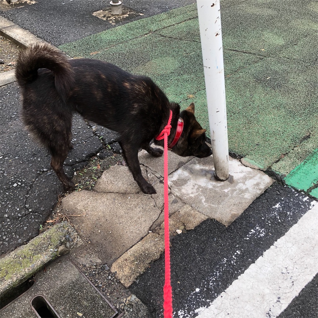 f:id:kai-koume:20181006084015j:image f:id:kai-koume:20181006084015j:image