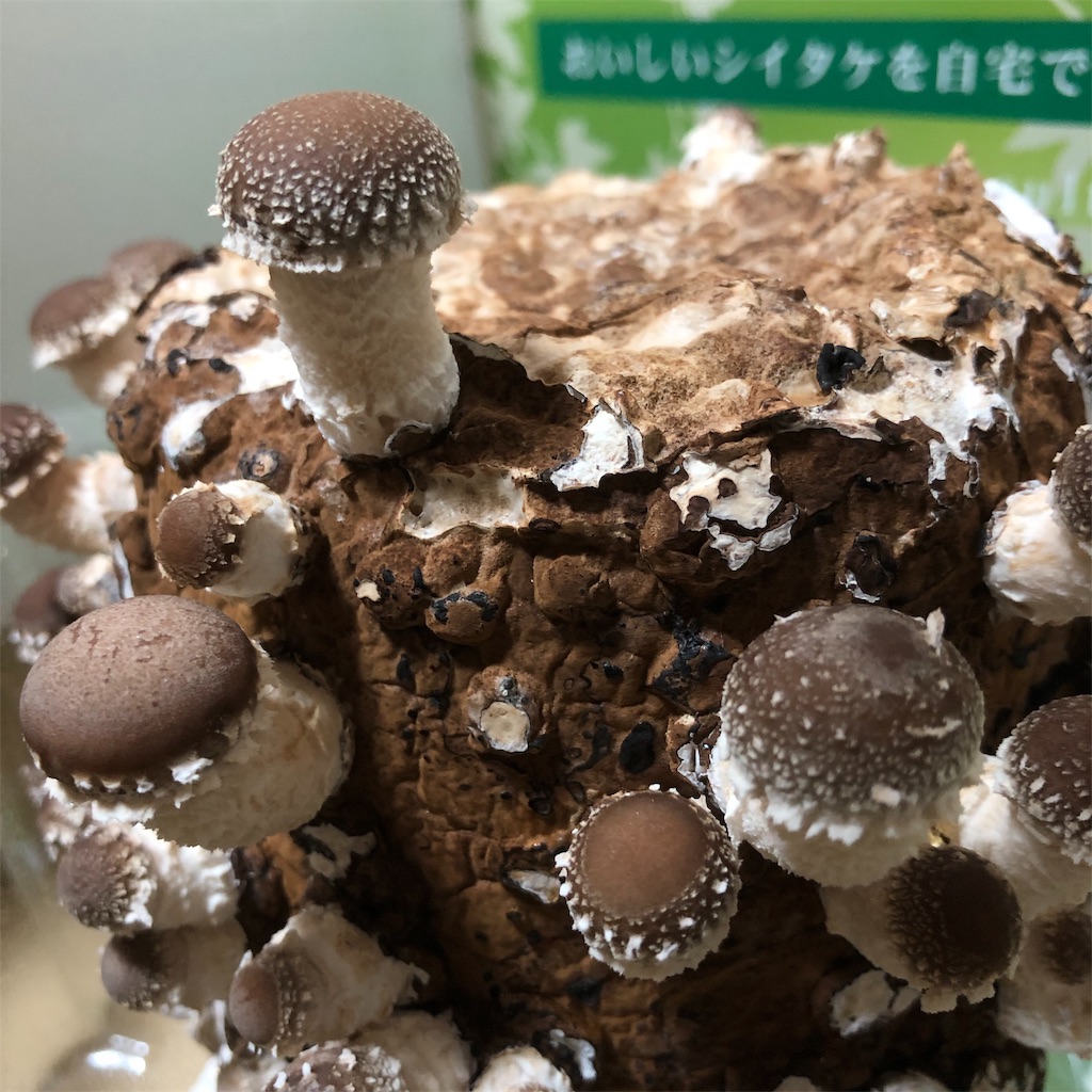 f:id:kai-koume:20181006084246j:image f:id:kai-koume:20181006084246j:image
