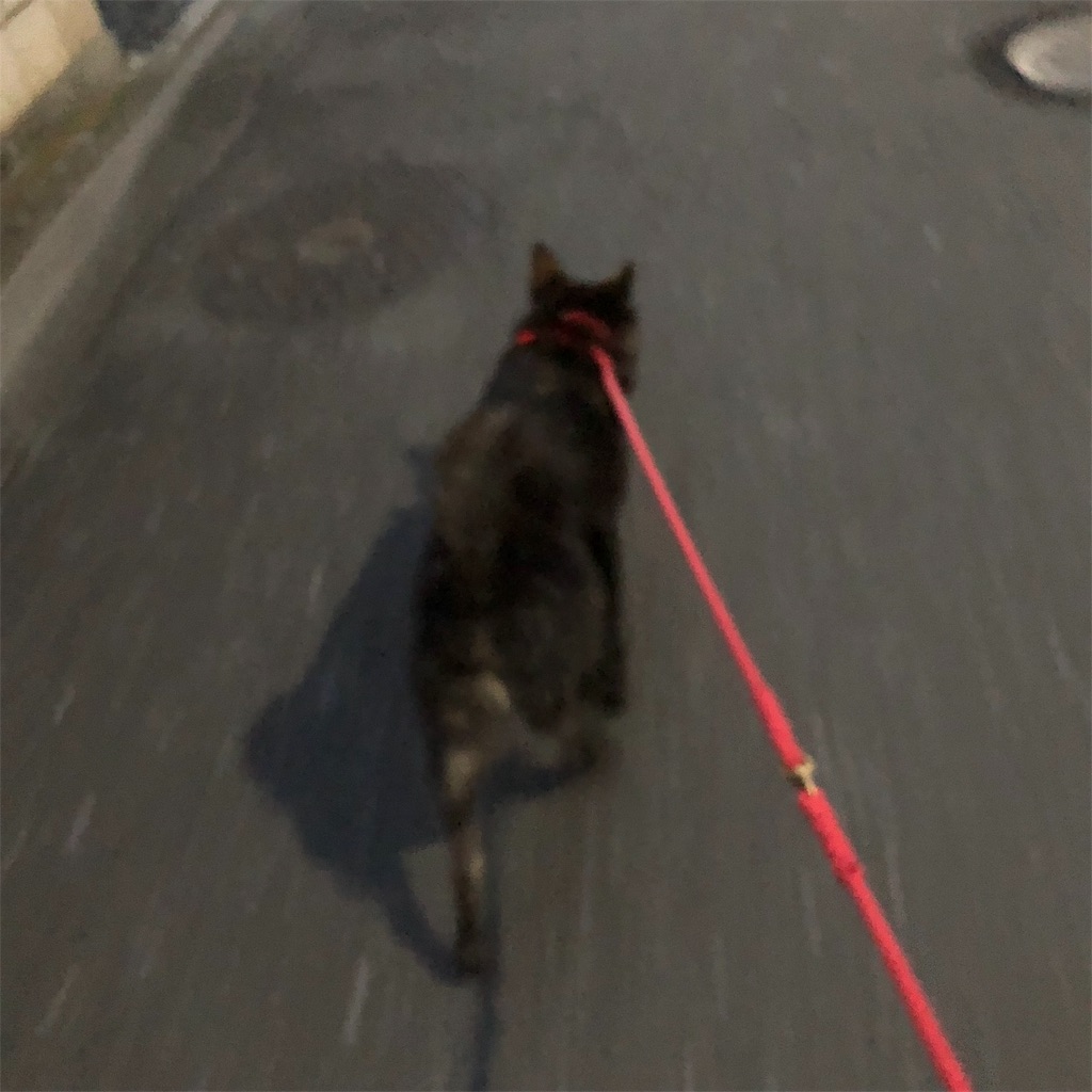 f:id:kai-koume:20181016074345j:image f:id:kai-koume:20181016074345j:image