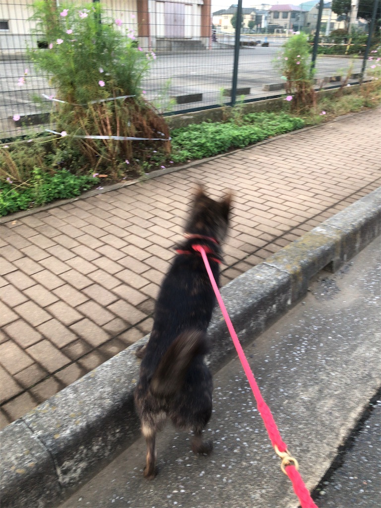 f:id:kai-koume:20181016075002j:image f:id:kai-koume:20181016075002j:image