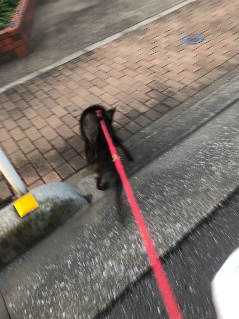 f:id:kai-koume:20181016075136j:image f:id:kai-koume:20181016075136j:image