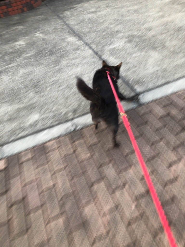 f:id:kai-koume:20181016075139j:image f:id:kai-koume:20181016075139j:image