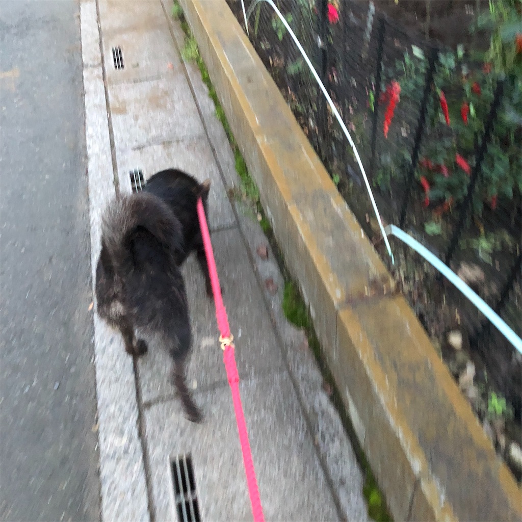 f:id:kai-koume:20181018074641j:image f:id:kai-koume:20181018074641j:image
