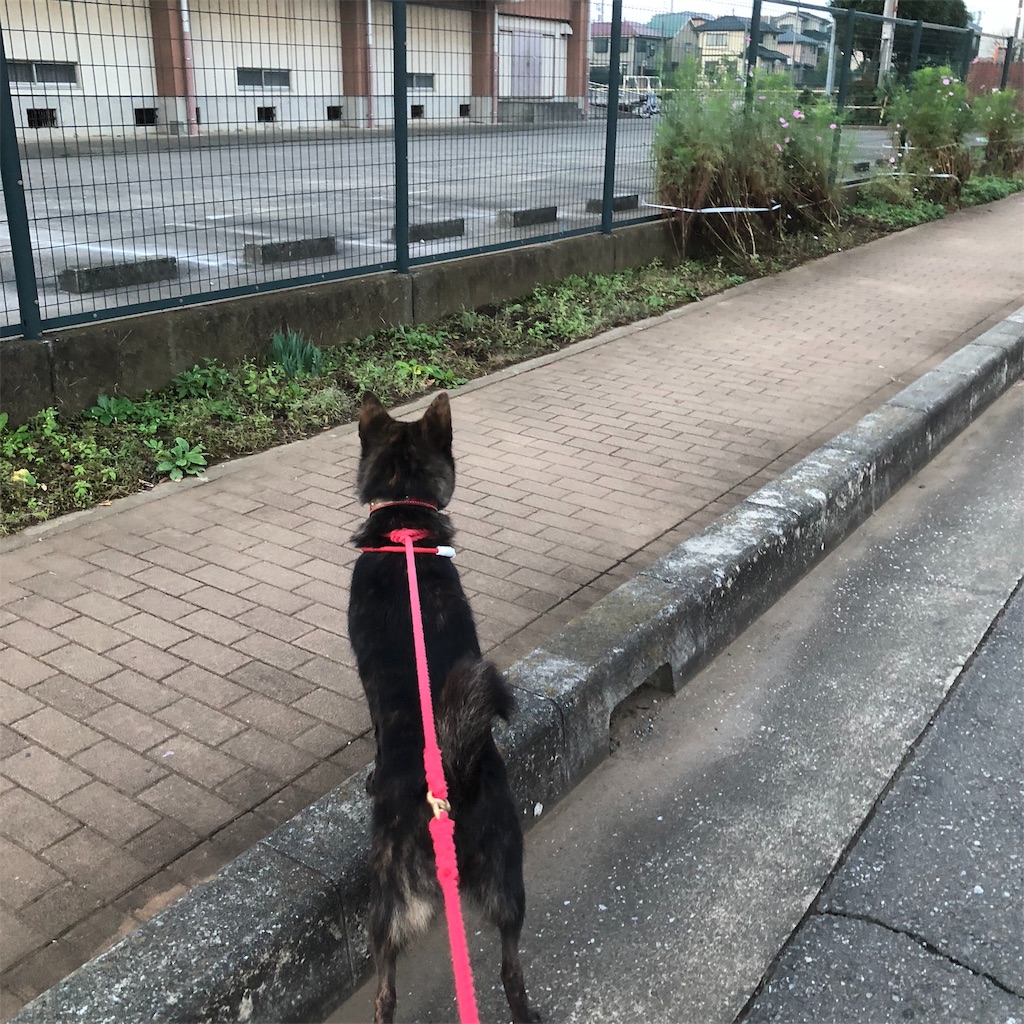 f:id:kai-koume:20181018074657j:image f:id:kai-koume:20181018074657j:image
