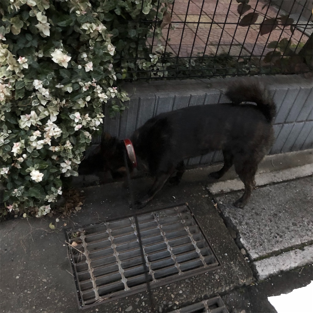 f:id:kai-koume:20181020085503j:image f:id:kai-koume:20181020085503j:image
