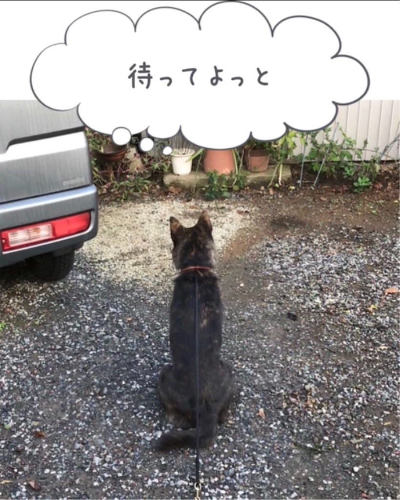 f:id:kai-koume:20181020090737j:image f:id:kai-koume:20181020090737j:image