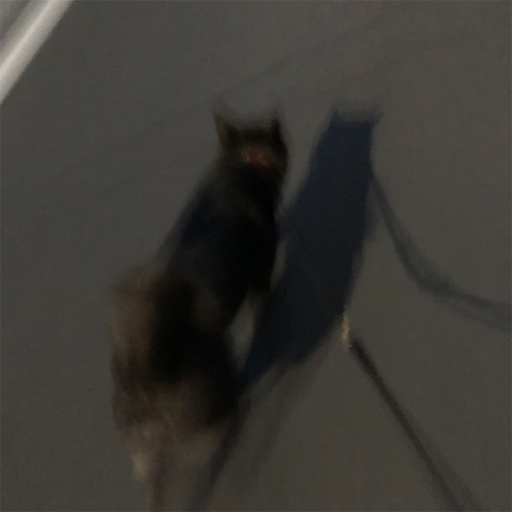 f:id:kai-koume:20181023074012j:image f:id:kai-koume:20181023074012j:image
