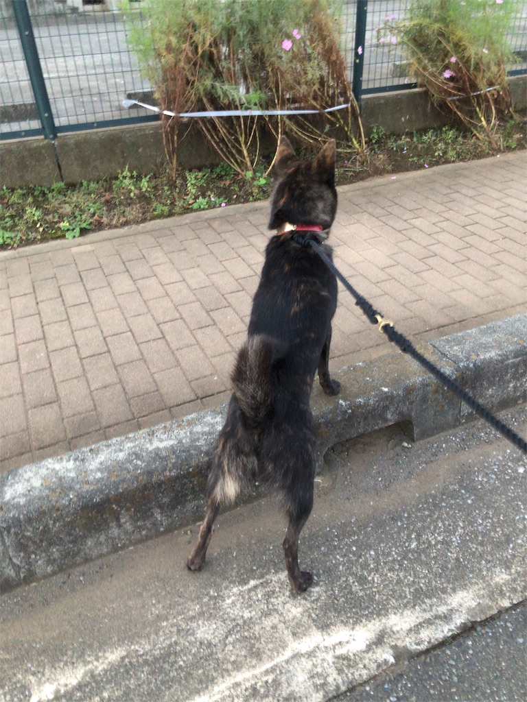 f:id:kai-koume:20181023074420j:image f:id:kai-koume:20181023074420j:image