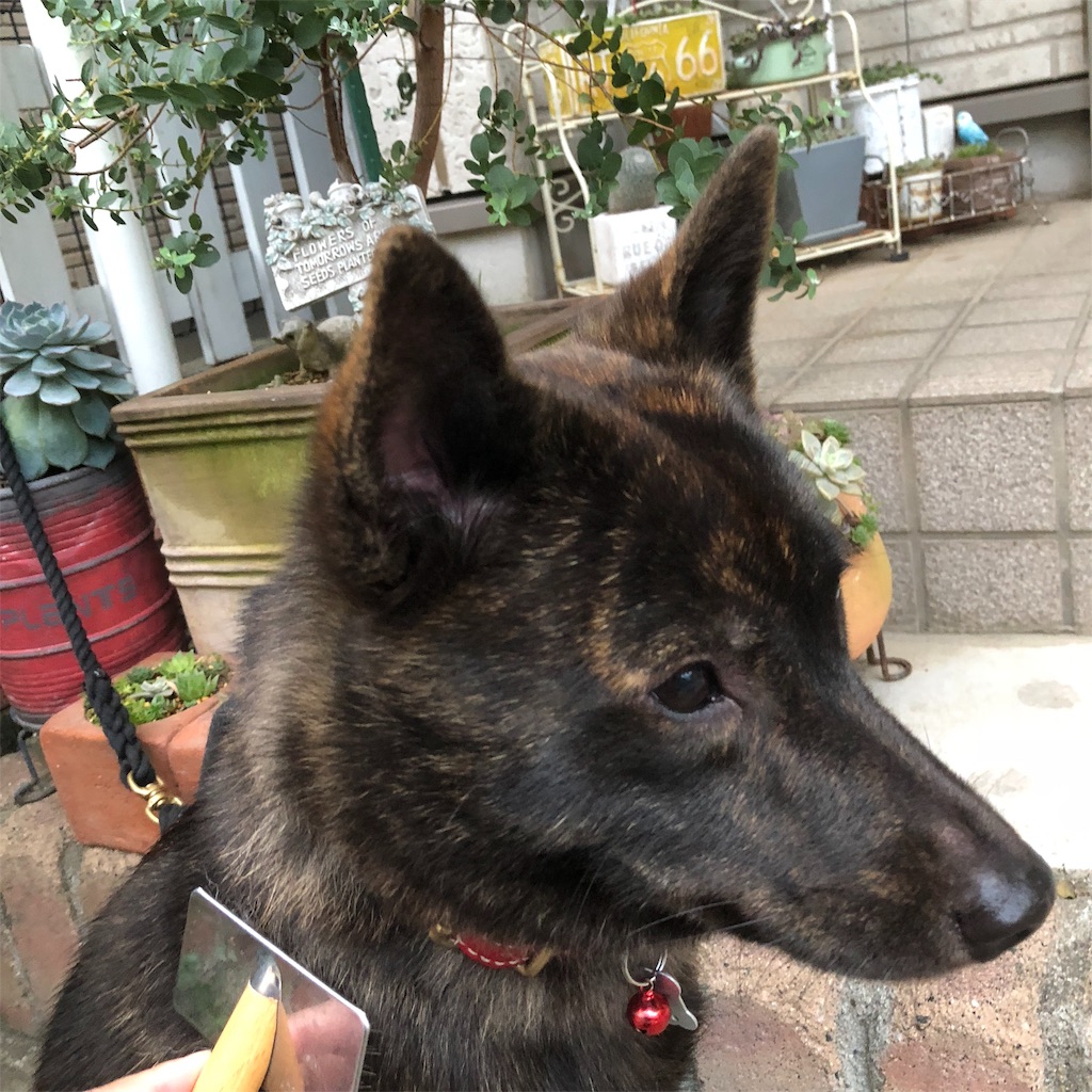 f:id:kai-koume:20181023074802j:image f:id:kai-koume:20181023074802j:image
