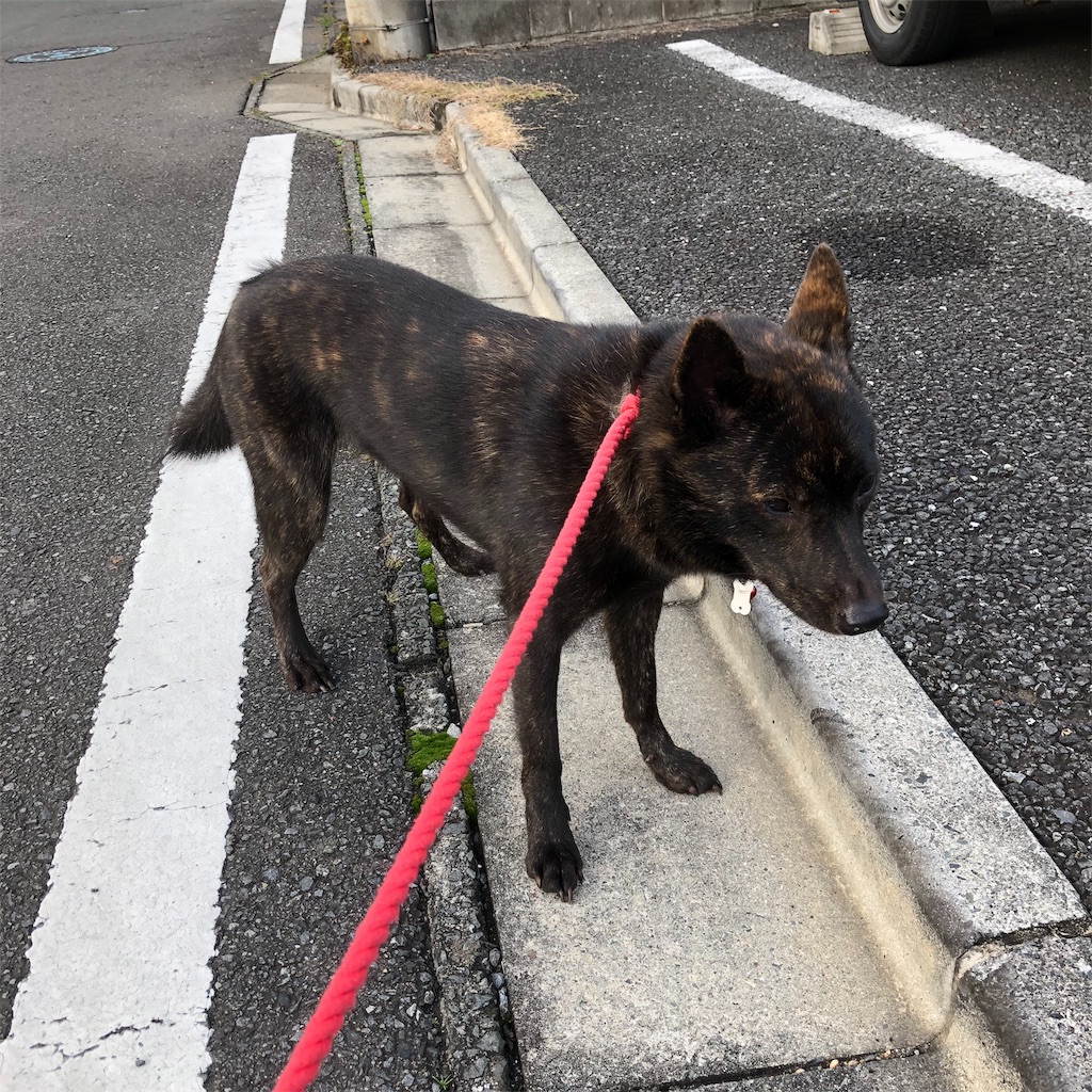 f:id:kai-koume:20181112061108j:image f:id:kai-koume:20181112061108j:image