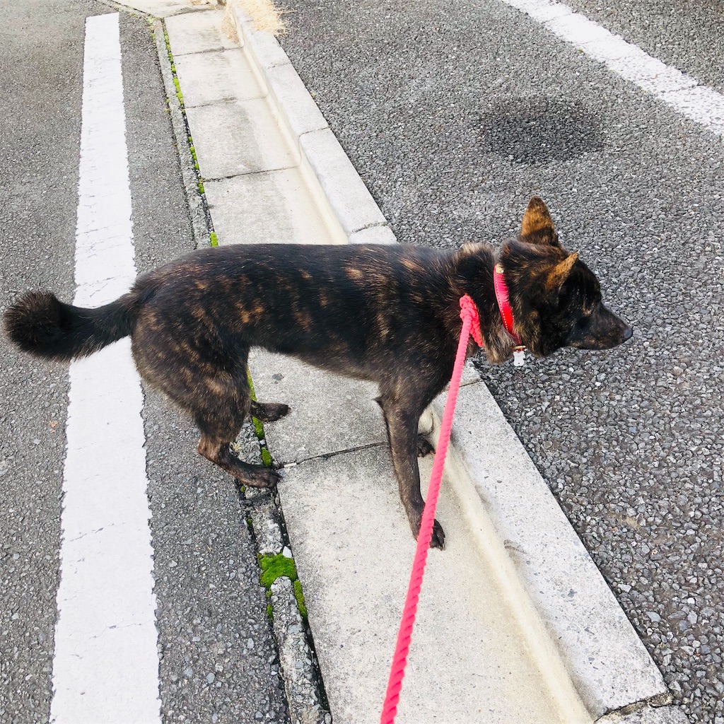 f:id:kai-koume:20181112061111j:image f:id:kai-koume:20181112061111j:image