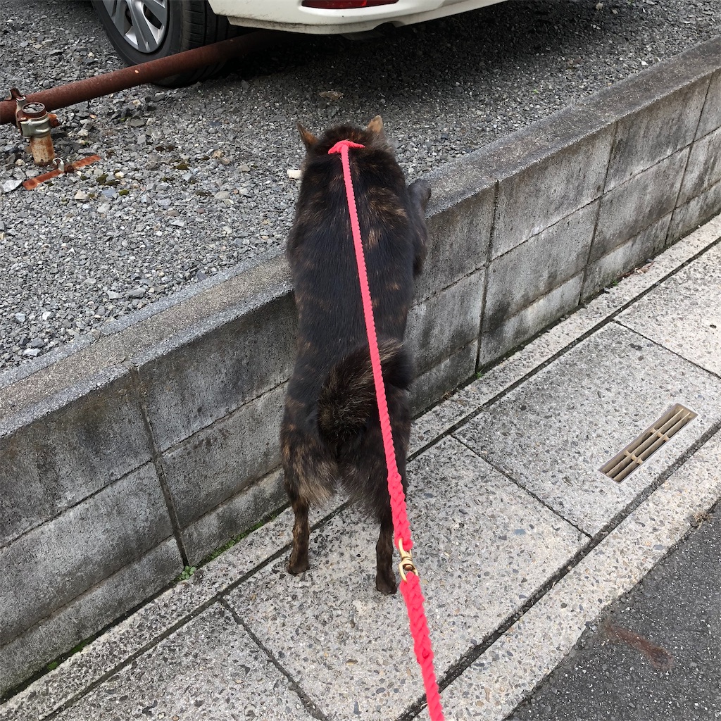 f:id:kai-koume:20181113072929j:image f:id:kai-koume:20181113072929j:image