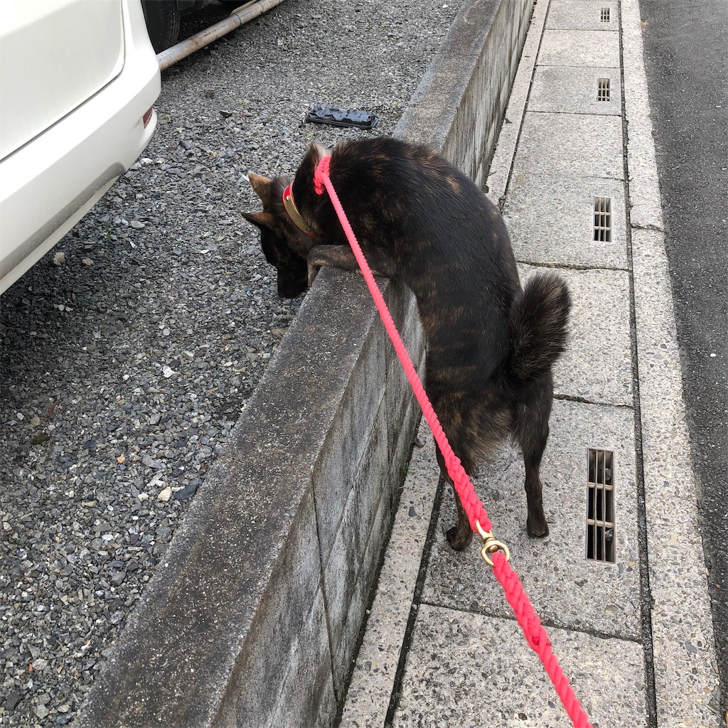 f:id:kai-koume:20181113072949j:image f:id:kai-koume:20181113072949j:image