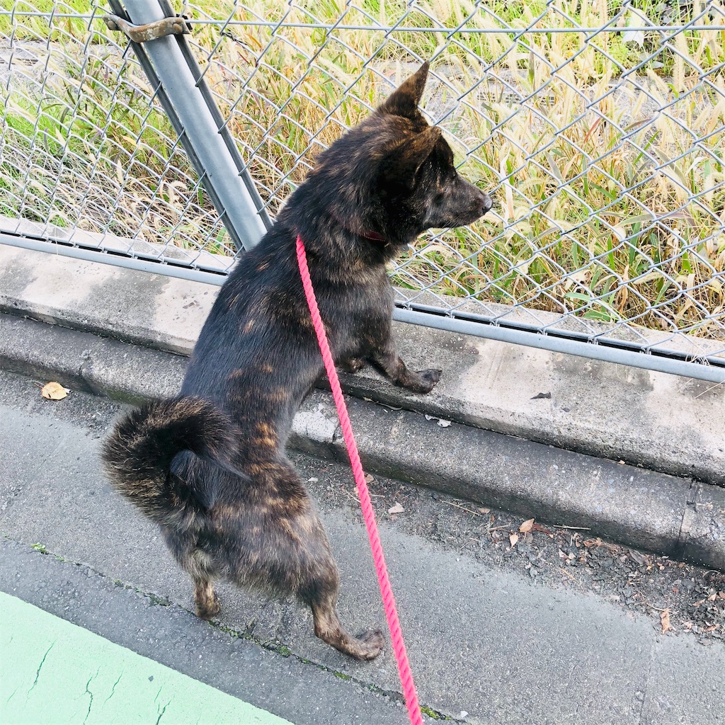 f:id:kai-koume:20181113073224j:image f:id:kai-koume:20181113073224j:image