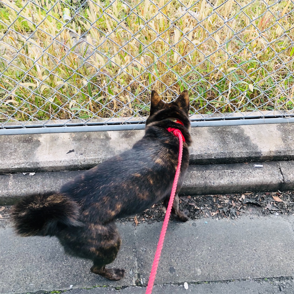 f:id:kai-koume:20181113073312j:image f:id:kai-koume:20181113073312j:image