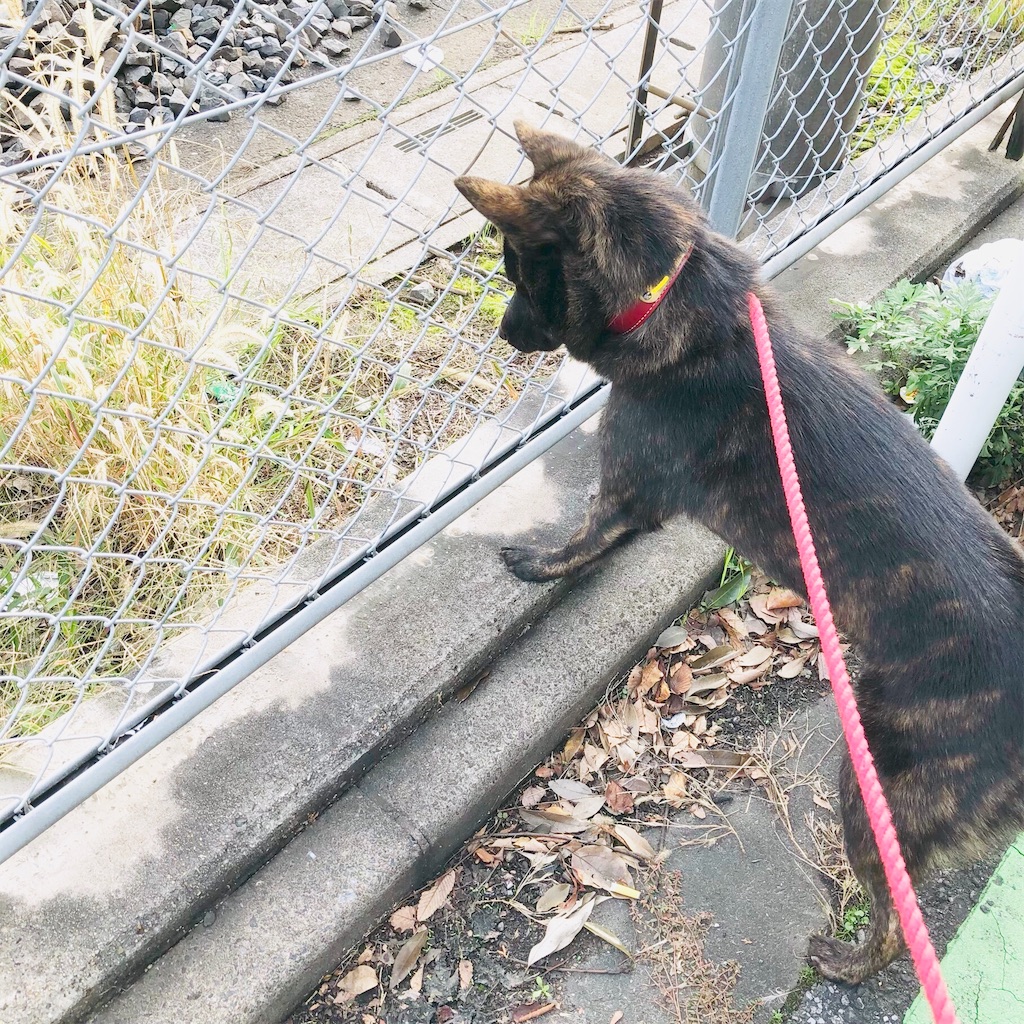f:id:kai-koume:20181113073316j:image f:id:kai-koume:20181113073316j:image