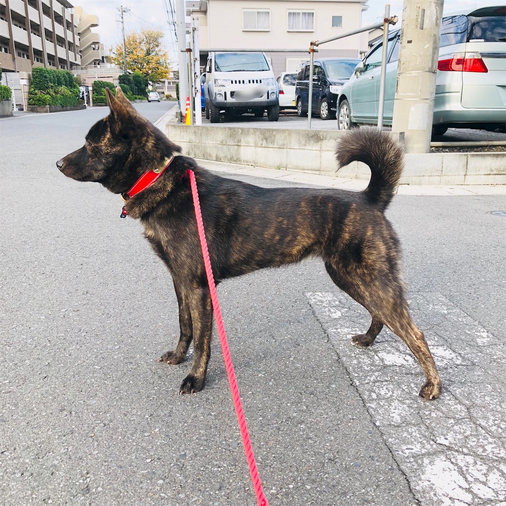 f:id:kai-koume:20181113073731j:image f:id:kai-koume:20181113073731j:image