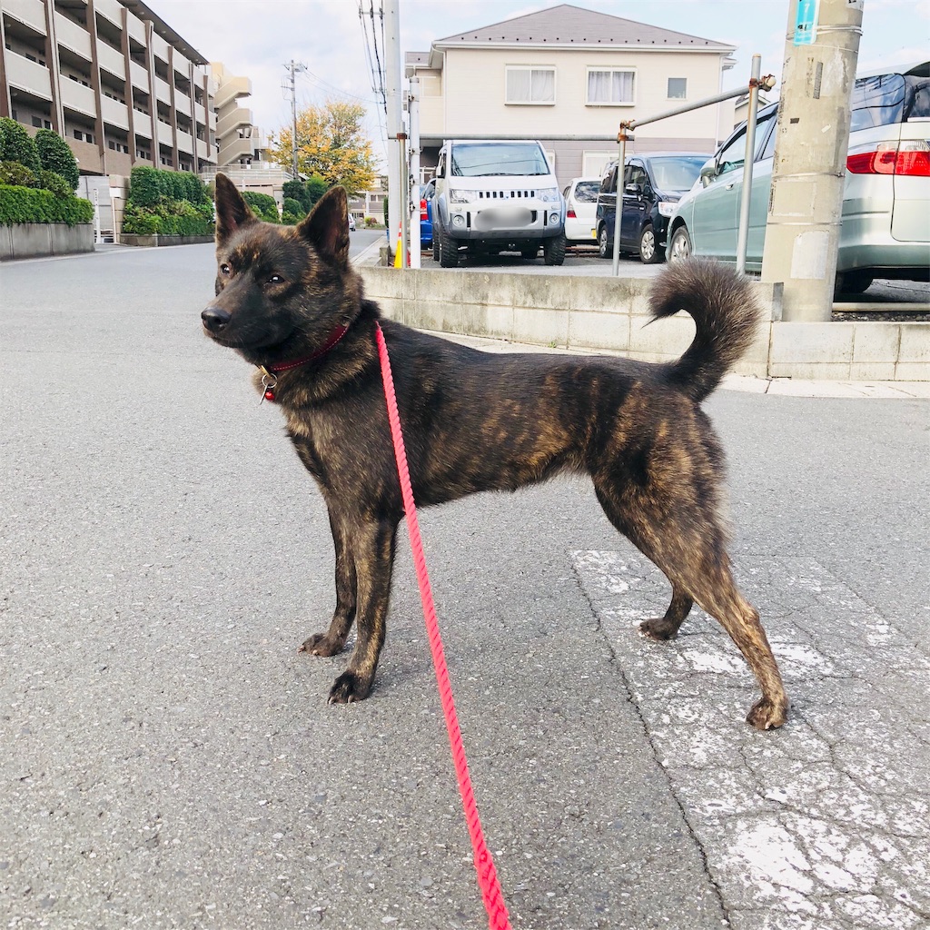 f:id:kai-koume:20181113073735j:image f:id:kai-koume:20181113073735j:image