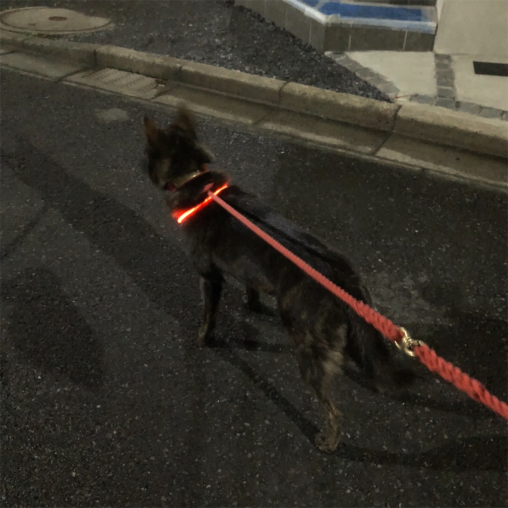 f:id:kai-koume:20181114073648j:image f:id:kai-koume:20181114073648j:image