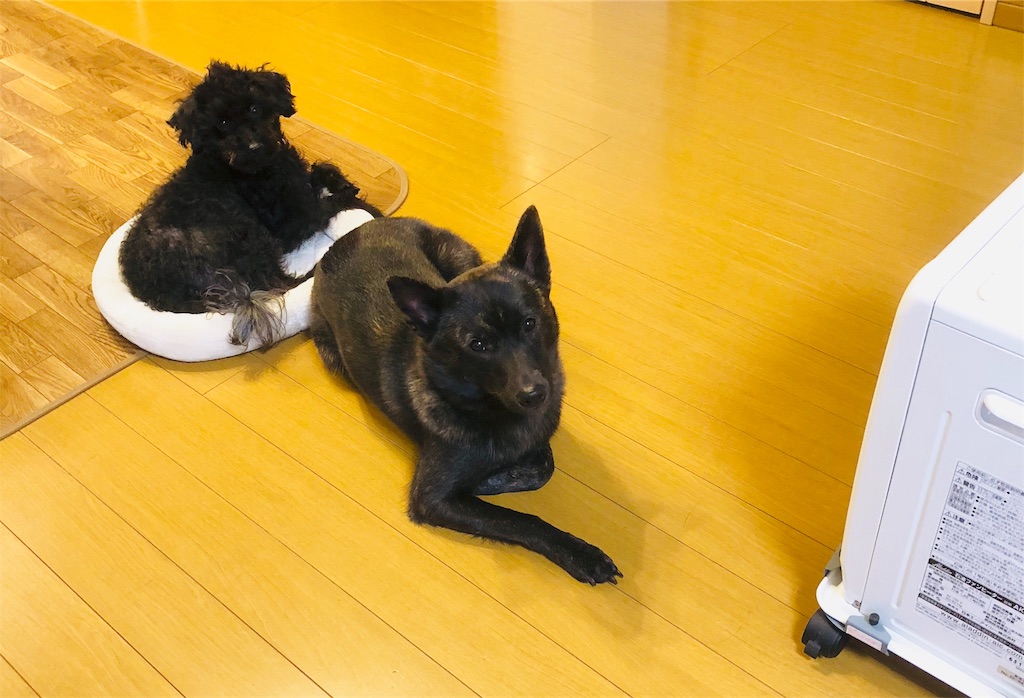 f:id:kai-koume:20181114075300j:image f:id:kai-koume:20181114075300j:image