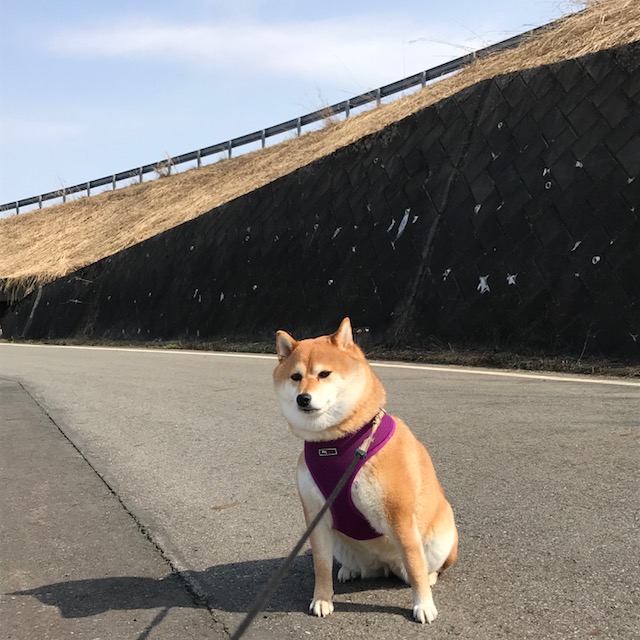 f:id:kai16shiba:20180401130009j:plain f:id:kai16shiba:20180401130009j:plain