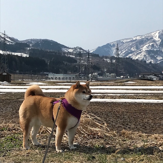 f:id:kai16shiba:20180401131301j:plain f:id:kai16shiba:20180401131301j:plain