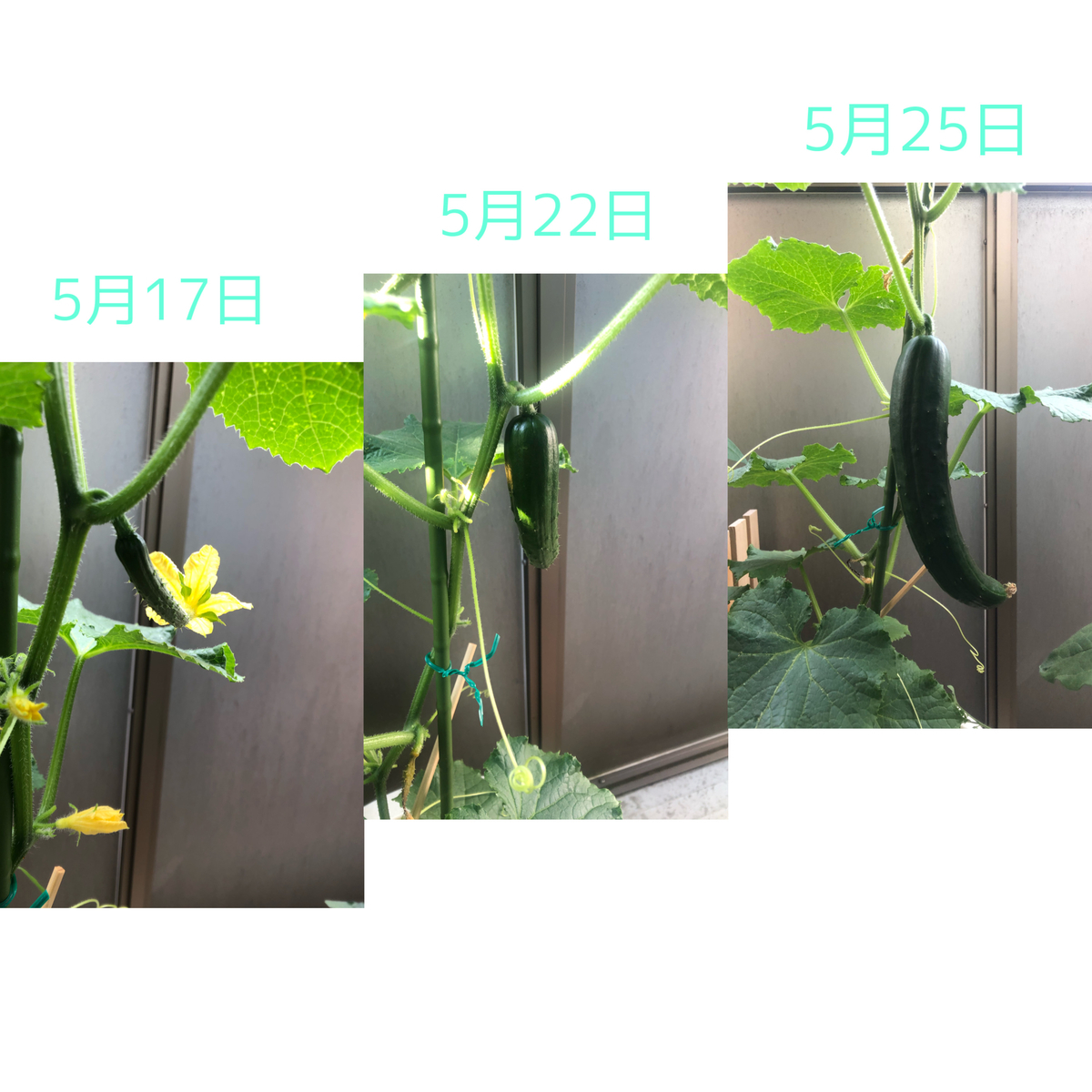 f:id:kai_t:20210606120441j:plain