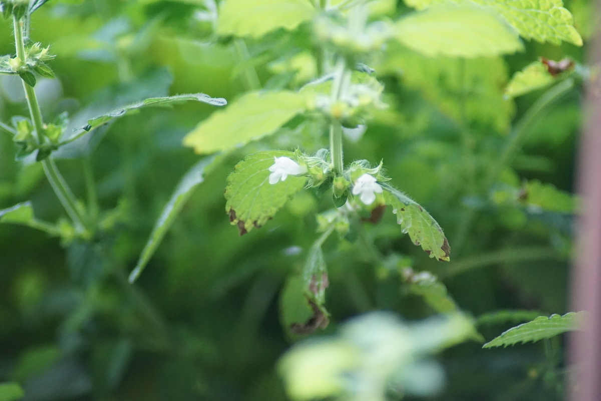 f:id:kaias1jp:20190601151406j:plain