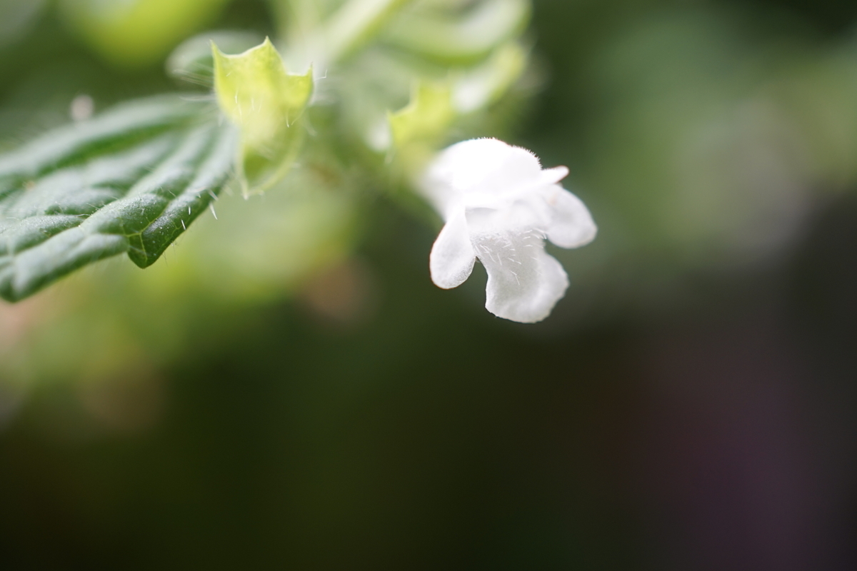 f:id:kaias1jp:20190608132008j:plain