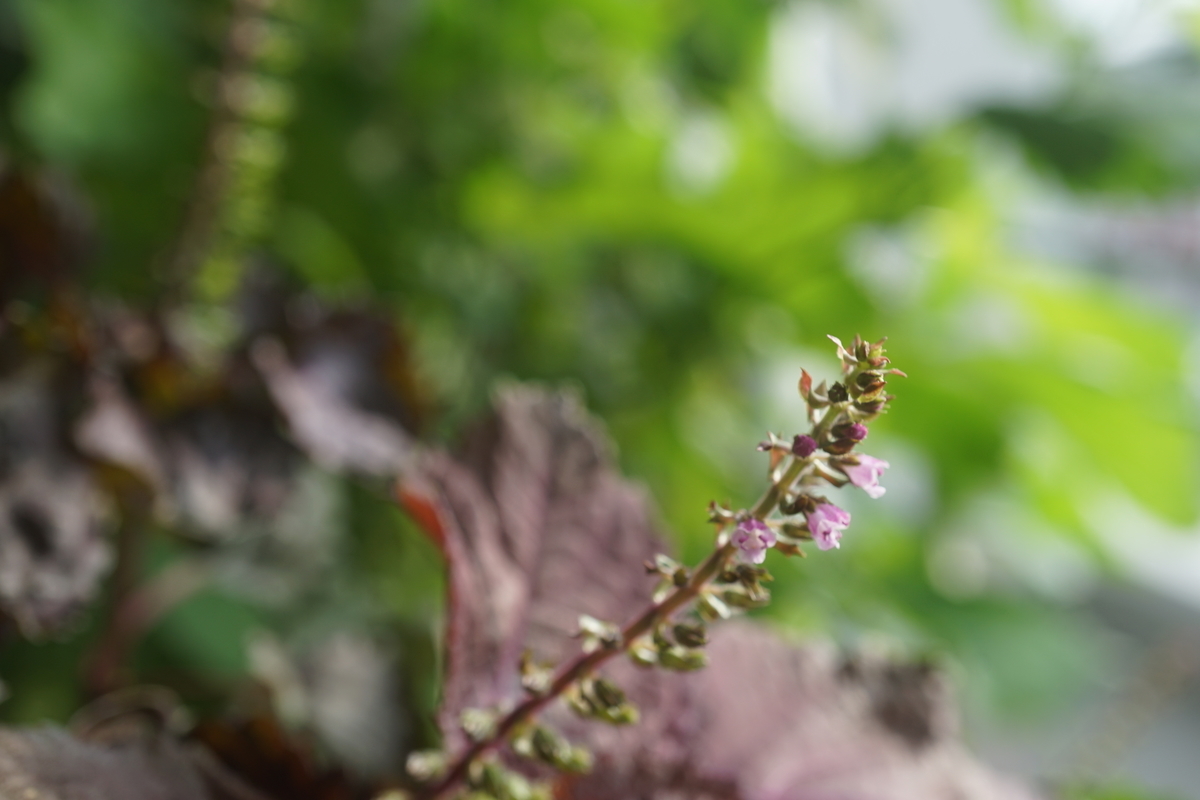 f:id:kaias1jp:20190926073232j:plain