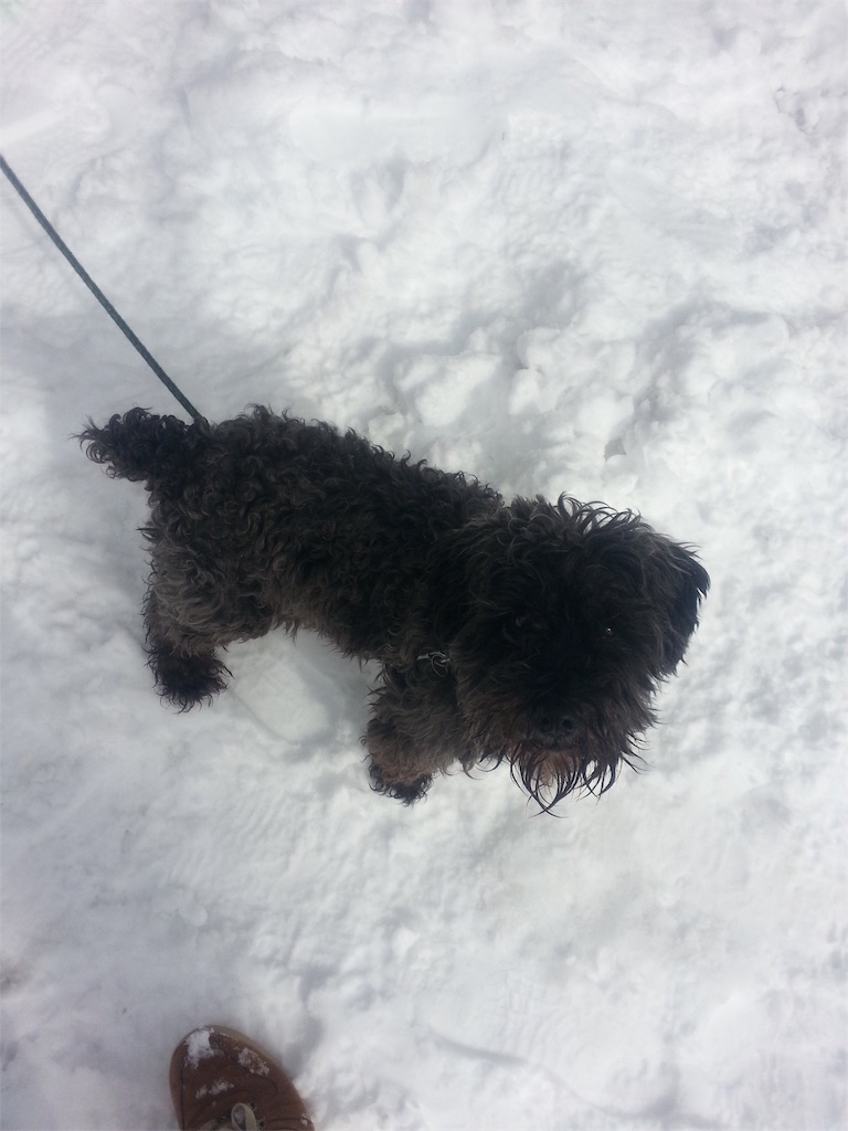 f:id:kaicoro:20190219021125j:image f:id:kaicoro:20190219021125j:image