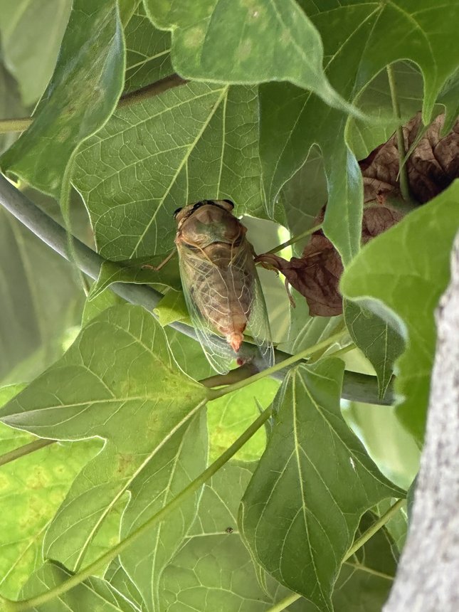 蝉（セミ）の幼虫が大変そうだから、木陰に移動してあげたら