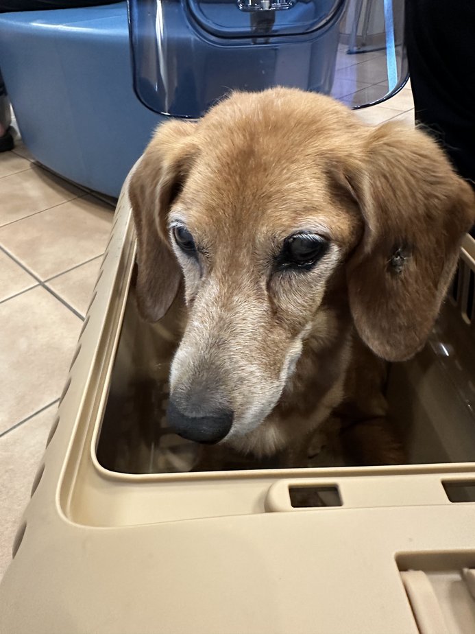 14歳、老犬マルタ 動物病院へ Vol.275 - 日本・マレーシア・時々