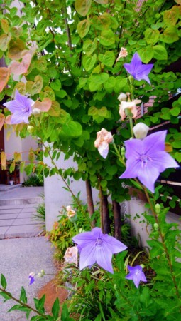 f:id:kaihuuinternet:20180628173740j:image:right f:id:kaihuuinternet:20180628173740j:image:right