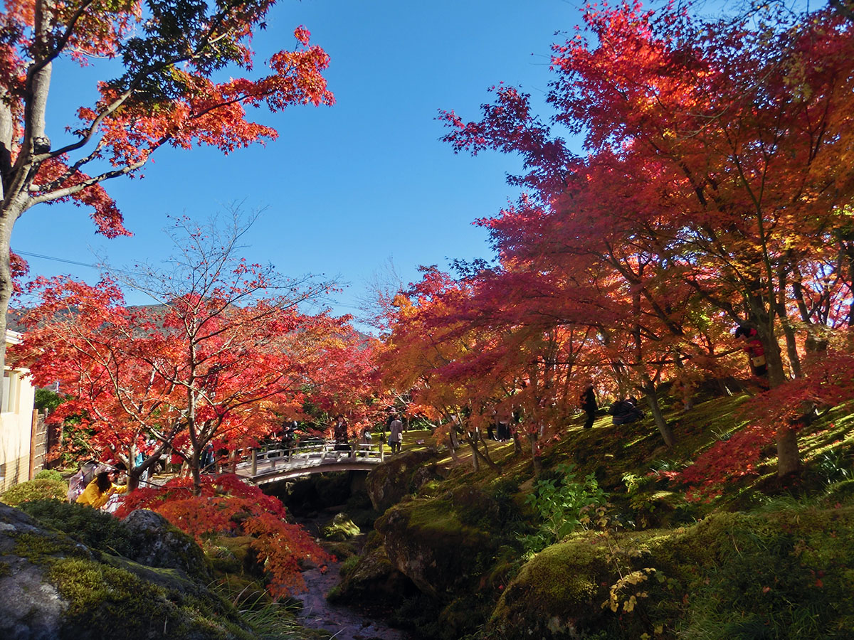 箱根美術館・長安寺 2023/11/22 - 花と紅葉と