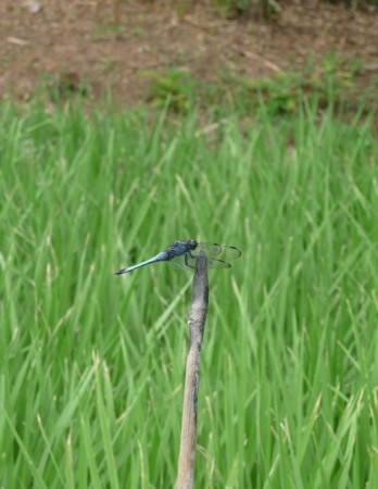 f:id:kaikaon:20090814232555j:image